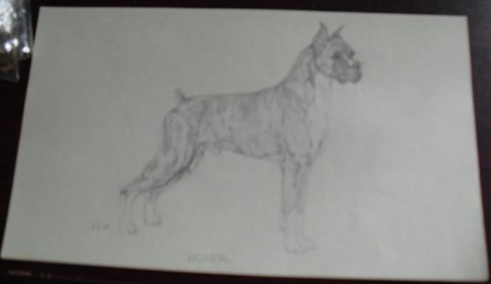 Vintage Boxer Dog Graphite Drawing Signed PDP