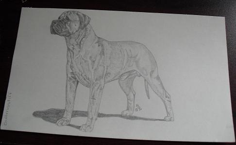 Vintage Bullmastiff Graphite Drawing