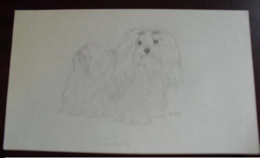Vintage Maltese Graphite Drawing