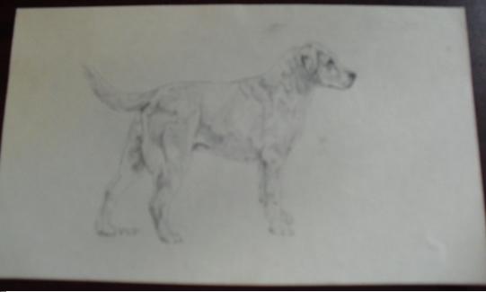 Vintage Lab Graphite Drawing