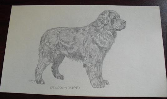 Vintage Newfoundland Graphite Drawing