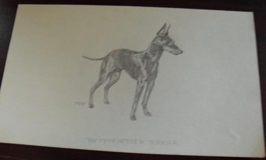 Vintage Toy Terrier Graphite Drawing Signed PDP