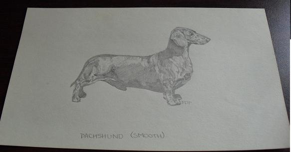 Vintage Smooth Dachshund Graphite Drawing