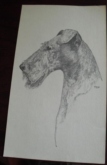 Vintage Terrier Dog Graphite Drawing