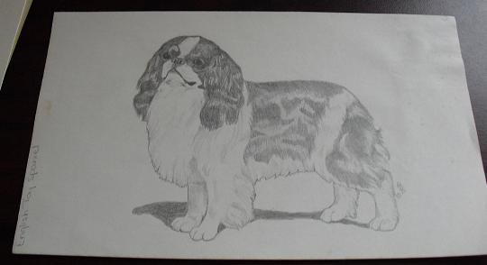Vintage English Toy Spaniel Graphite Drawing