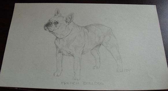 Vintage French Bulldog Graphite Drawing