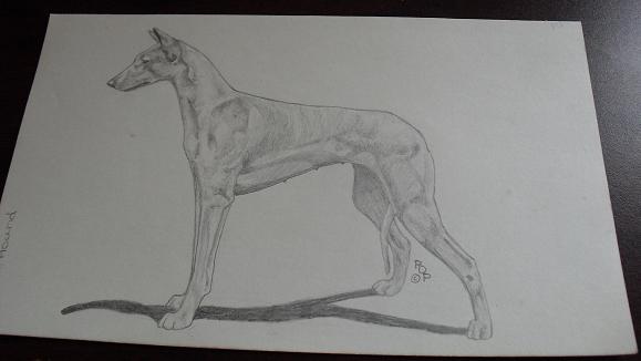 Vintage Greyhound Graphite Drawing