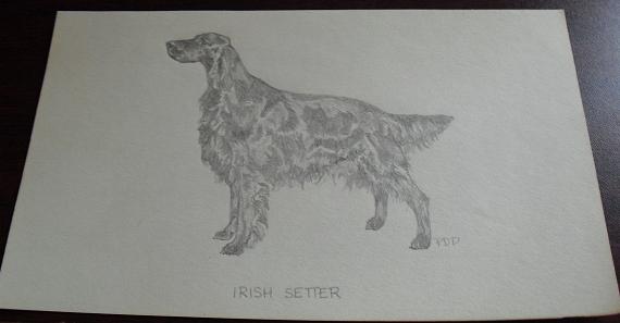 Vintage Irish Setter Graphite Drawing
