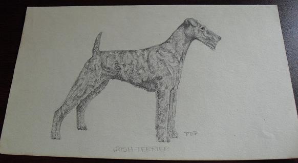 Vintage Irish Terrier Graphite Drawing