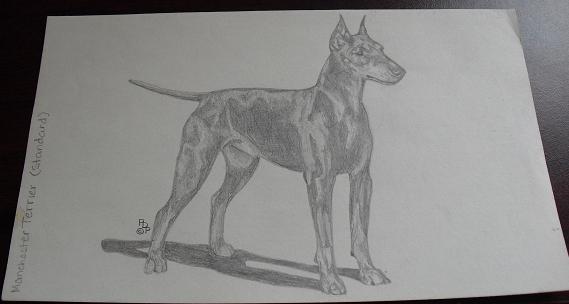 Vintage Standard Manchester Terrier Graphite Drawing