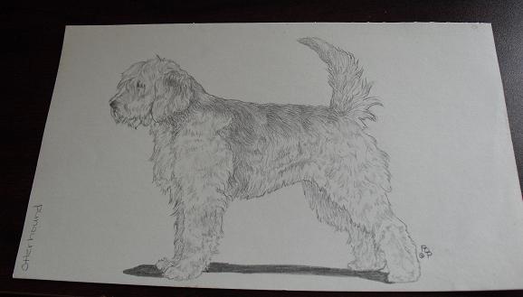Vintage Otterhound Graphite Drawing