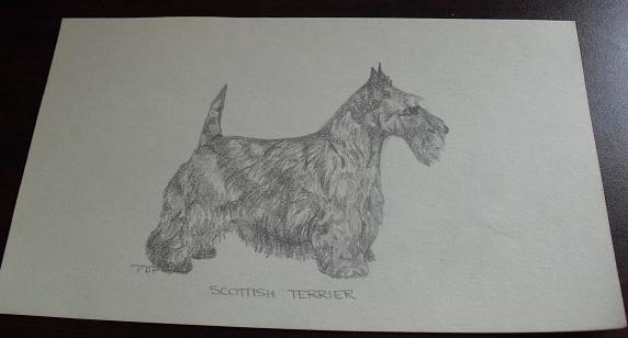 Vintage Scottish Terrier Graphite Drawing