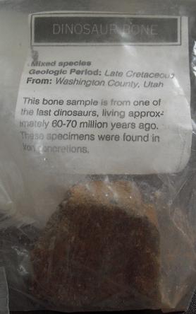 Unique Mixed Species Dinosaur Bone