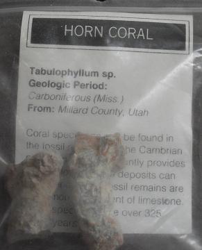 Unique Horn Coral Specimens