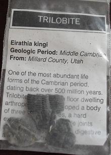 Fossil Samples Trilobite
