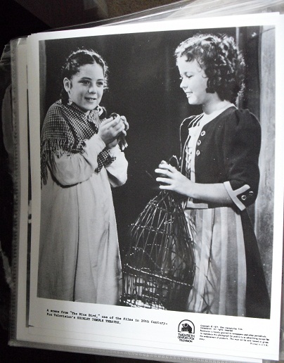 Shirley Temple in Bluebird Movie Still 8x10 Photograph