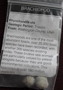 Fossil Samples Brachiopod