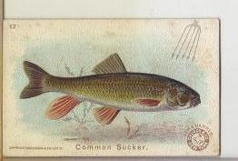 1900 Arm & Hammer Trading Card Common Sucker Fish