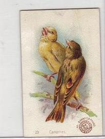 Vintage Arm & Hammer Canaries Bird Card