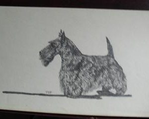 Vintage Black Terrier Graphite Drawing Signed PDP