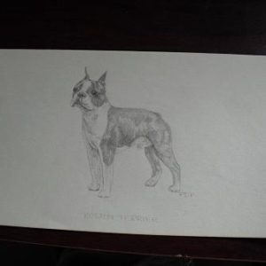Vintage Boston Terrier Graphite Drawing Signed PDP