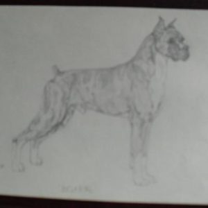 Vintage Boxer Dog Graphite Drawing Signed PDP