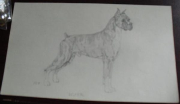 Vintage Boxer Dog Graphite Drawing Signed PDP