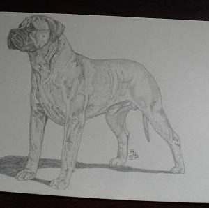 Vintage Bullmastiff Graphite Drawing