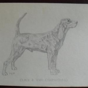 Vintage Black & Tan Coonhound Graphite Drawing