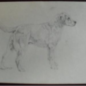 Vintage Lab Graphite Drawing