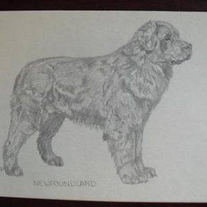 Vintage Newfoundland Graphite Drawing