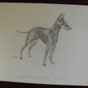 Vintage Toy Terrier Graphite Drawing Signed PDP