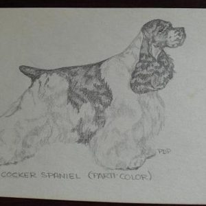 Vintage Cocker Spaniel Graphite Drawing