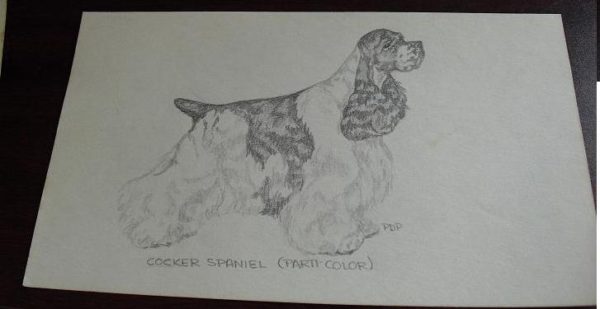 Vintage Cocker Spaniel Graphite Drawing