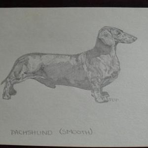 Vintage Smooth Dachshund Graphite Drawing