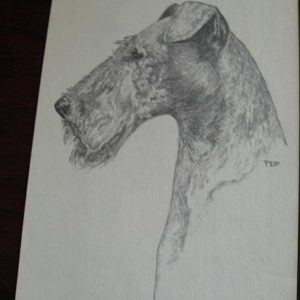 Vintage Terrier Dog Graphite Drawing