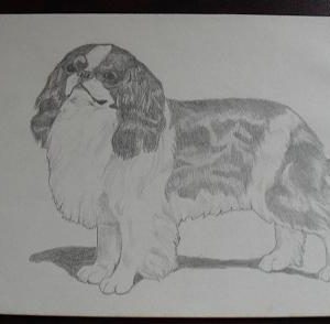 Vintage English Toy Spaniel Graphite Drawing