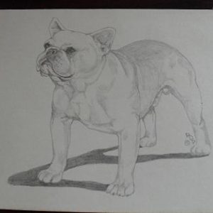 Vintage French Bulldog Graphite Drawing #2