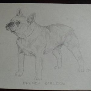 Vintage French Bulldog Graphite Drawing