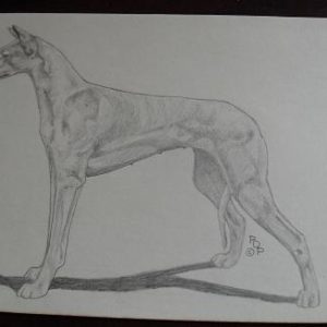 Vintage Greyhound Graphite Drawing