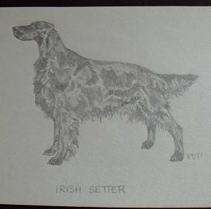 Vintage Irish Setter Graphite Drawing