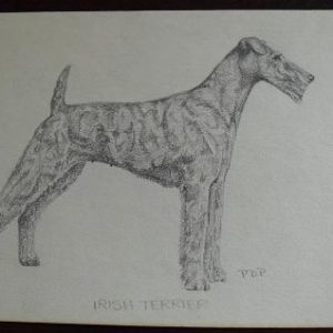 Vintage Irish Terrier Graphite Drawing