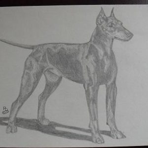 Vintage Standard Manchester Terrier Graphite Drawing