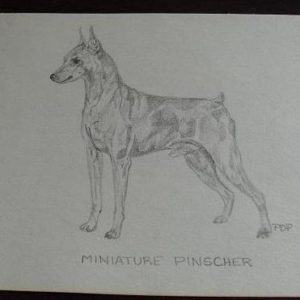 Vintage Miniature Pinscher Graphite Drawing