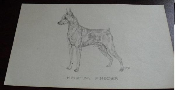 Vintage Miniature Pinscher Graphite Drawing