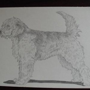 Vintage Otterhound Graphite Drawing