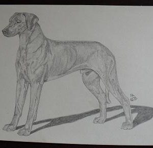 Vintage Rhodesian Ridgeback Graphite Drawing