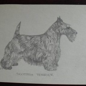 Vintage Scottish Terrier Graphite Drawing