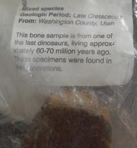 Unique Mixed Species Dinosaur Bone