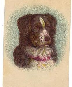 1800s Victorian Trade Card Lassie Dog